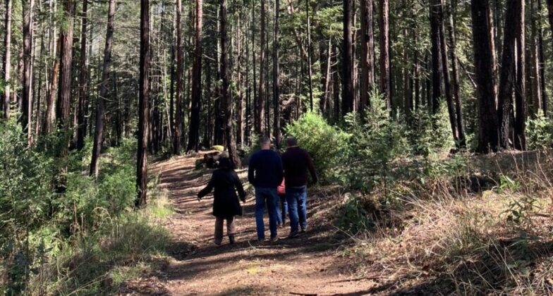 Guests walking a trail in the redwoods around EHN.
